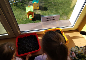 Wspólne obserwowanie założonej hodowli pieczarek.