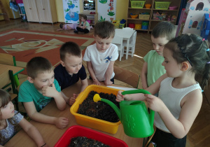 Antosia podlewa podłoże z grzybnią.