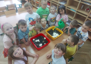 Przedszkolaki oglądają rosnące pieczarki z bliska.
