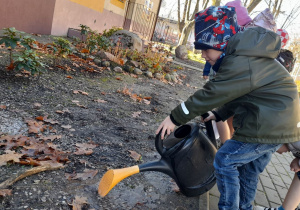 Wojtek podlewa zasadzone cebulki tulipanów.