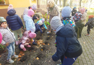 Przedszkolaki z grupy „Misiaczków” sadzą cebulki kwiatów w ogrodzie przedszkolnym.