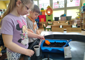 Emma i Maksiu sadzą rzeżuchę.