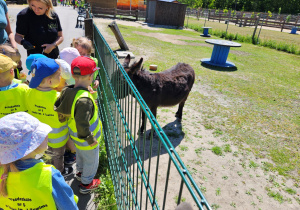 Pani Przewodnik opowiada ciekawostki o osiołku