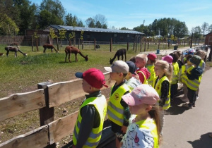 Grupa dzieci stoi przy wybiegu alpak i obserwuje pasące się zwierzęta.