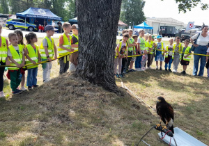 Przedszkolaki poznają ptaki wykorzystywane na lotnisku do zapewnienia bezpieczeństwa ruchu lotniczego.