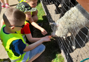Franek, Julian i Kacper z zaangażowaniem karmią owcę.