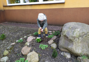 Oluś z grupy "Żabek" sadzi kwiatki - stokrotki na przedszkolnym skalniaku.