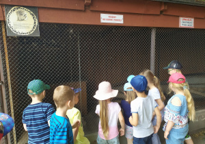 Przedszkolaki zwiedzają mini zoo - podglądają zwierzęta pochodzące z Ameryki Północnej, wśród nich szopa pracza i skunksa.
