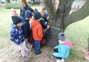 Misiaczki mierzą obwód najgrubszego drzewa w naszym ogrodzie.