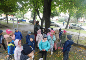 Misiaczki liczą i nazywają drzewa rosnące w naszym ogrodzie przedszkolnym.