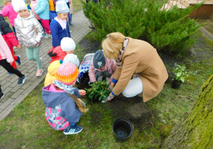Gabrysia, Maja, Amelka i Laura sadzą z panią Anią rododendrona.