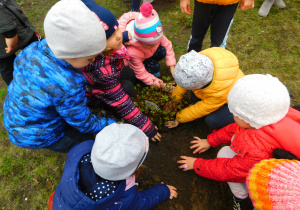 Dzieci z grupy Żabek sadzą różanecznik.