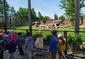 Przedszkolaki wypatrują białego lwa.