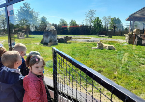 Dzieci obserwują białe lwy.
