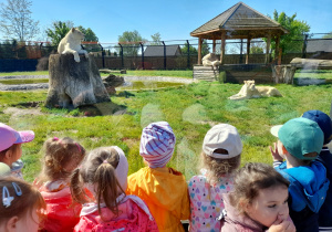 Dzieci podziwiają białe lwy.
