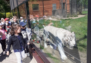 Tygrys Bengalski Biały zachwycił dzieci najbardziej.