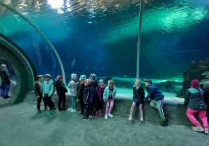 Krasnoludki znajdują się w tunelu o długości 26 metrów, w którym podziwiać można było1300 gatunków zwierząt i roślin morskich.