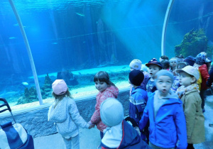 Biedronki znajdują się w tunelu o długości 26 metrów, w którym podziwiać można było1300 gatunków zwierząt i roślin morskich.
