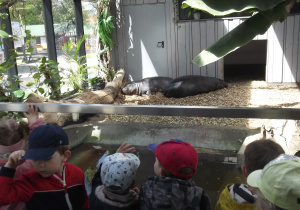 Hipopotamy karłowate odpoczywają po posiłku.