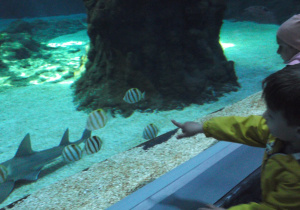 Wojtek pokazuje Adzie kolorowe rybki.