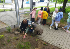 Antek obsypuje zasadzoną sadzonkę kwiatów.