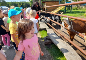 Antosia ogląda koźlątka.