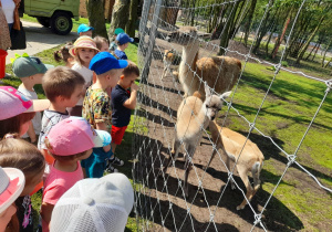 „Krasnoludki” patrzą na lamy.