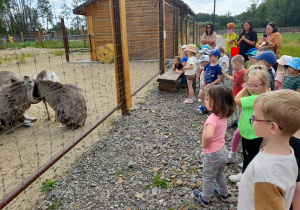 Dzieci patrzą na strusie.