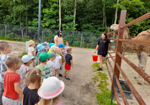 Pani przewodniczka przedstawia dzieciom wielbłąda.