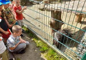 Do takiego kłującego zwierza dzieci nie chcą podchodzić blisko.