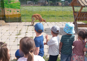 Krasnoludki podziwiają kangura małego.