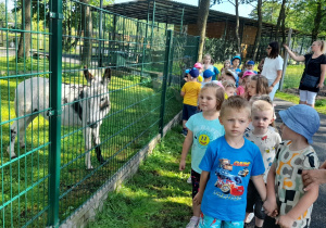 Przedszkolaki z grupy Misiaczków podziwiają osiołka.