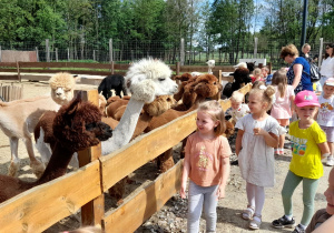 Kornelia, Lena i Michalina i Jaś przyglądają się alpakom.