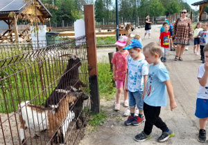 Dzieci z ciekawością przyglądają się kozom.