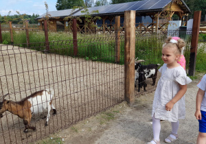 Lenka i Wojtuś obserwują idącą kozę.