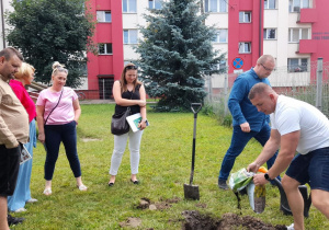 Tatusiowie wkopują drzewko.