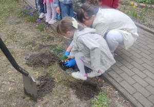 Uliana z panią Eweliną wsadza szafirki do ziemi.
