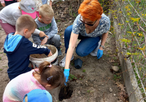 Krasnoludki z wychowawczynią wkopują sadzonki, uzupełniając „żywopłot”.