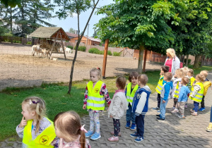 Słoneczka” przechodzą obok wybiegu zwierząt kopytnych.