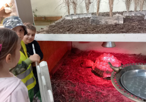 Antek, Hania i Oliwier podziwiają żółwie